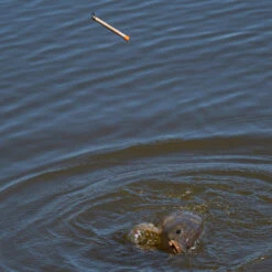 Daiwa Carpa Loaded Balsa Pellet Wagglers -Fishing Equipment Discount Store rr0nwhnw637894962546480495