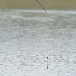 Daiwa KC Carpa Gloucester Wire Stem 10 Daiwa KC Carpa Gloucester Wire Stem -Fishing Equipment Discount Store unv43xit638110324411969706