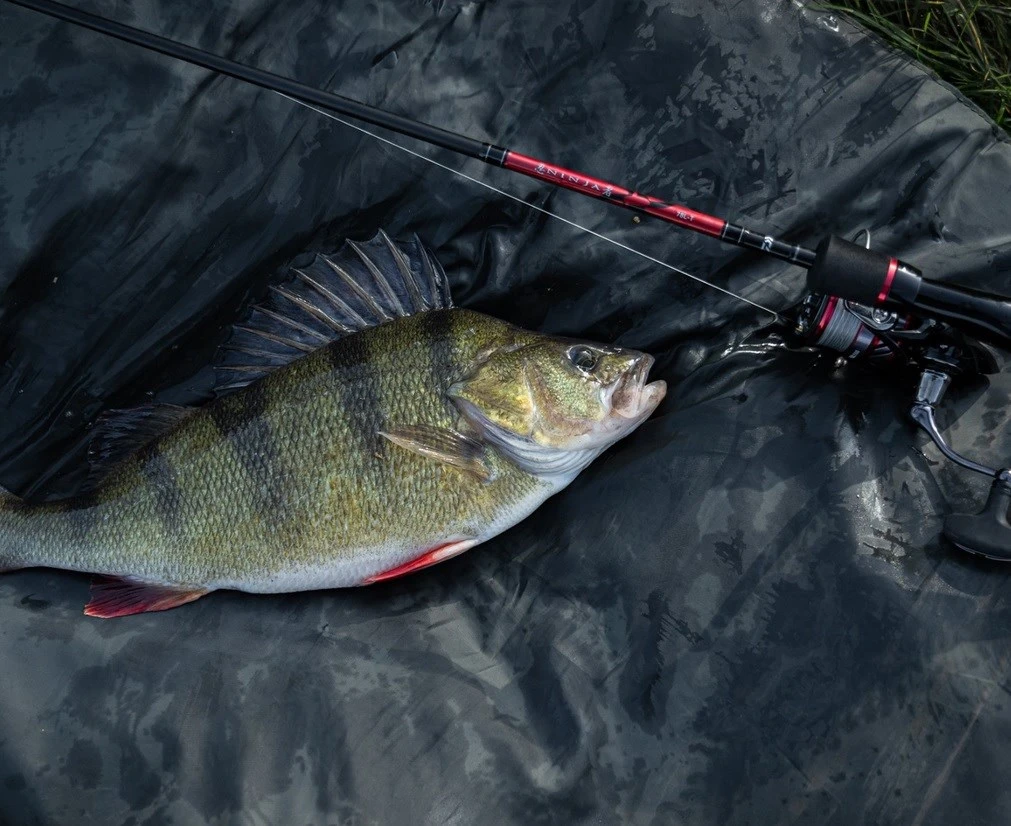 Daiwa Ninja Dropshot Rods 3 Daiwa Ninja Dropshot Rods